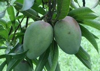 This rare breed of mango costs a whopping Rs 500