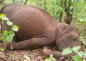 2 elephants poached for tusks