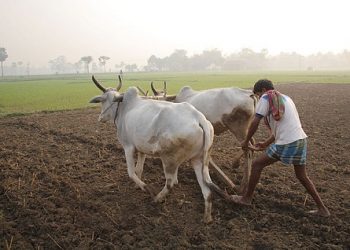 Angul farmers eye bumper harvest on the back of a timely monsoon in Odisha