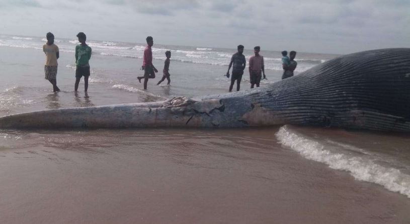 Carcass of giant whale washed ashore on West Bengal’s beach; see pictures