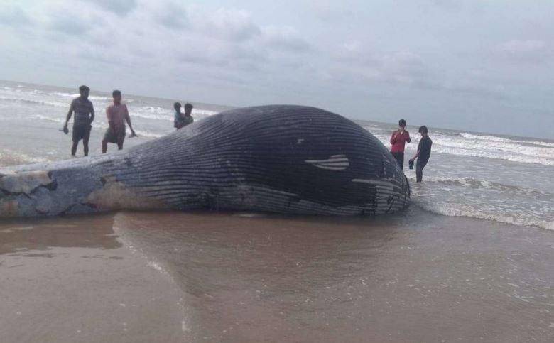 Carcass of giant whale washed ashore on West Bengal’s beach; see pictures