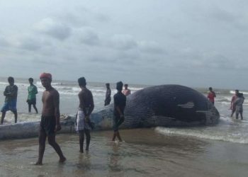 Carcass of giant whale washed ashore on West Bengal’s beach; see pictures