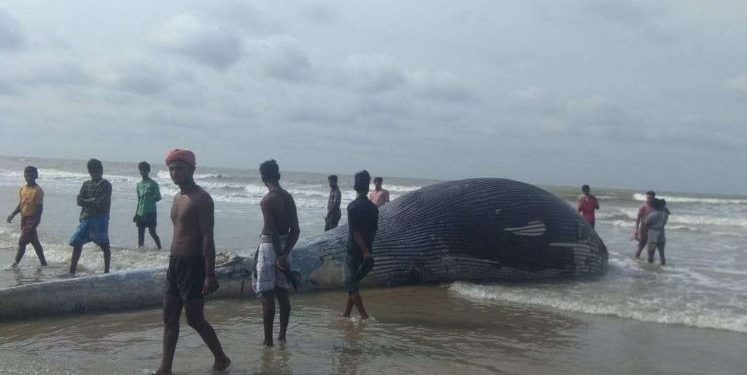 Carcass of giant whale washed ashore on West Bengal’s beach; see pictures