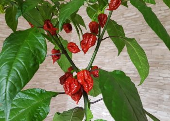 Can you survive eating the spiciest chilly in the world; Read to find out