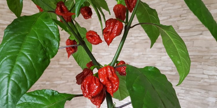 Can you survive eating the spiciest chilly in the world; Read to find out