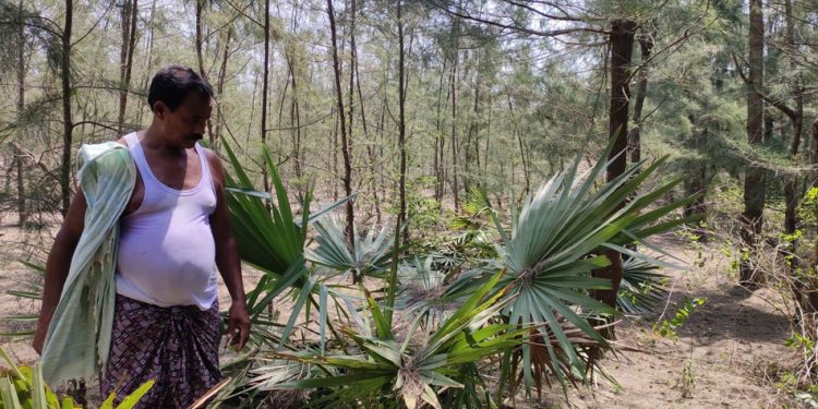 Krushna Chandra Biswal taking care of the palm trees