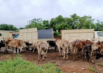 Choudwar police bust cattle racket, detain 3  