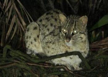 Conservation project for fishing cats initiated at Bhitarkanika National Park