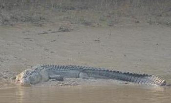 Crocodile mauls minor to death in Malkangiri