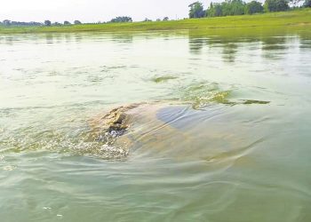 Facts about the Gopinath temple that emerged from River Mahanadi in Nayagarh