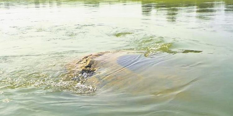 Facts about the Gopinath temple that emerged from River Mahanadi in Nayagarh