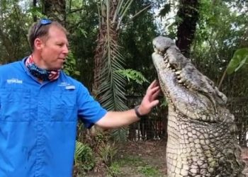 Man scratches ‘chin’ of gigantic Nile crocodile, video goes viral; Watch