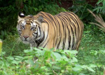 Govt to send tigress Sundari back to Madhya Pradesh