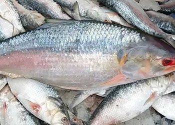 Hilsa fish