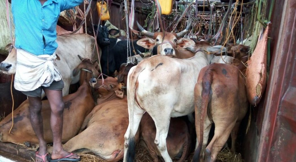 Illegal cattle trade busted in Nayagarh