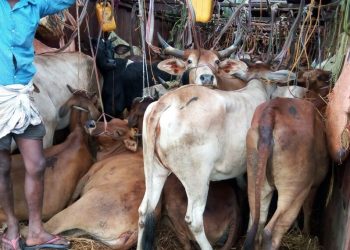 Illegal cattle trade busted in Nayagarh