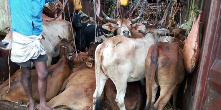 Illegal cattle trade busted in Nayagarh