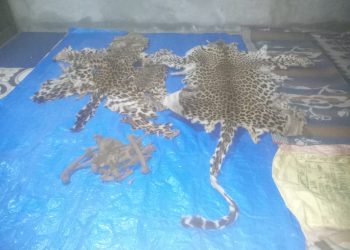 Leopard skin smuggling case Mastermind arrested