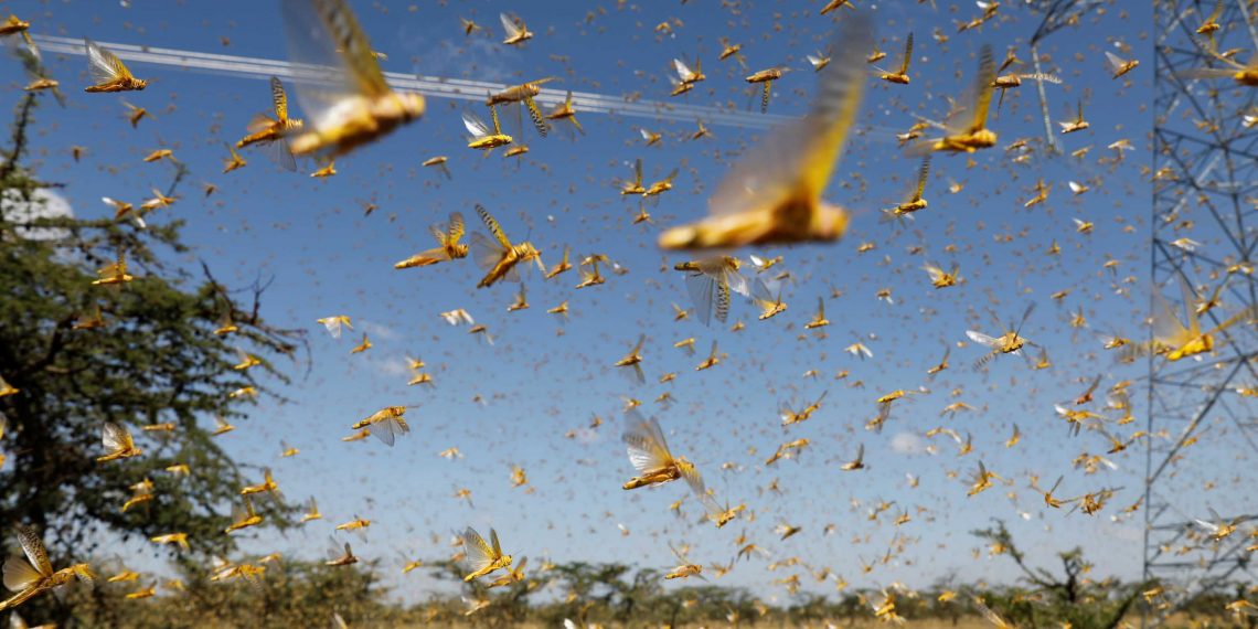 Locust attack: Delhi govt signals high alert on all districts; issues ...