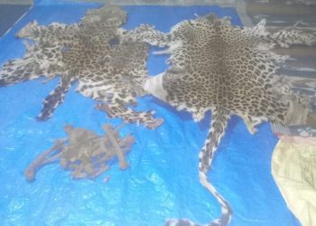 Man arrested from Nayagarh’s quarantine centre for involvement in leopard skin smuggling