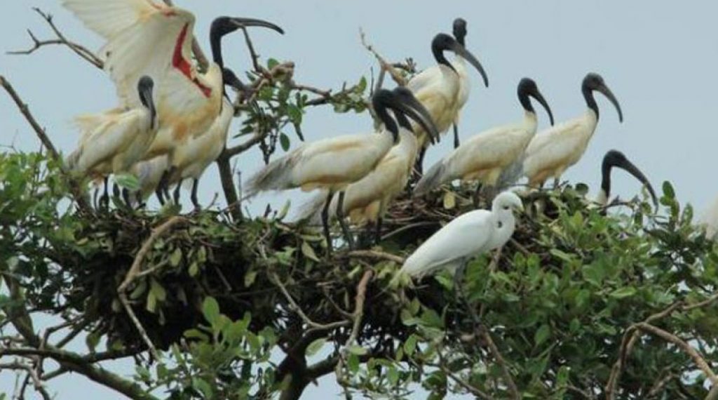 Odisha: Chirping of monsoon birds fills up Bhitarkanika