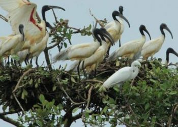 Odisha: Chirping of monsoon birds fills up Bhitarkanika