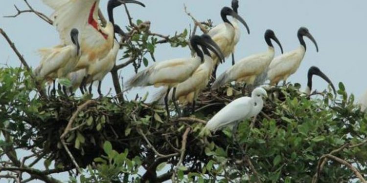 Odisha: Chirping of monsoon birds fills up Bhitarkanika