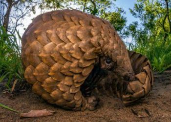 Odia youth held in Chhattisgarh for pangolin trafficking