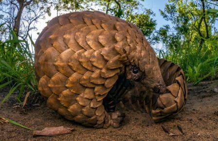 Odia youth held in Chhattisgarh for pangolin trafficking - OrissaPOST Odia youth held in Chhattisgarh for pangolin trafficking - OrissaPOST