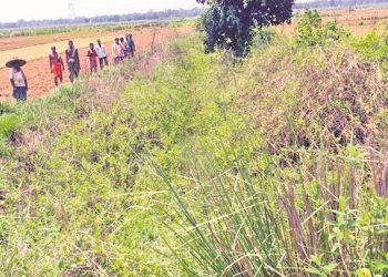 Once a boon, Kandasara drain becomes a bane for Jajpur farmers