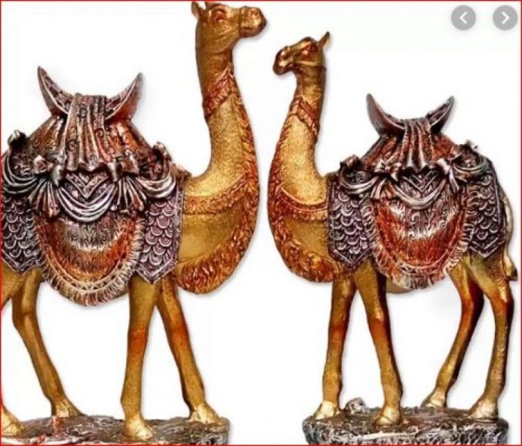 camel idol