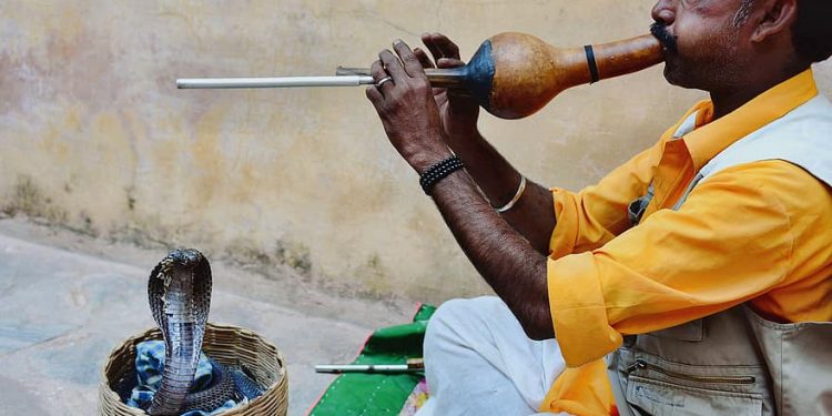 Strange Indian village where people give snakes in dowry