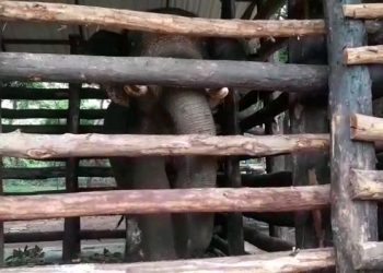 Rampaging tusker ‘Rakesh’ turns furious inside Dhenkanal’s Kapilash Zoo