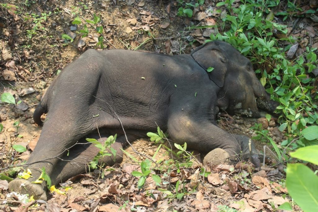 Ailing jumbo dead