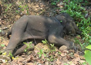 Ailing jumbo dead
