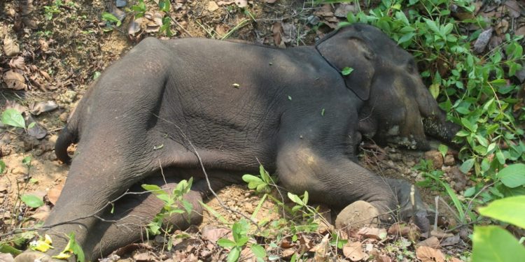 Ailing jumbo dead