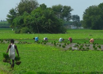 Seed shortage hits farm activities in Kendrapara