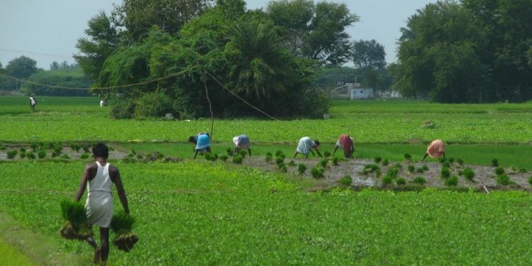 Seed shortage hits farm activities in Kendrapara