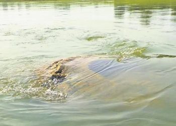 Team of experts to visit submerged Gopinath temple today