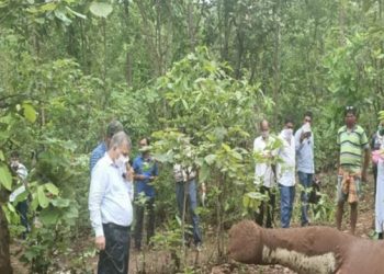 Two forest officials suspended for deaths of two elephants in Baitarani forest reserve