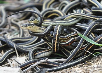 Strange Chinese village where people farm snakes; Read more