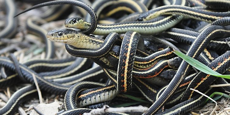 Strange Chinese village where people farm snakes; Read more