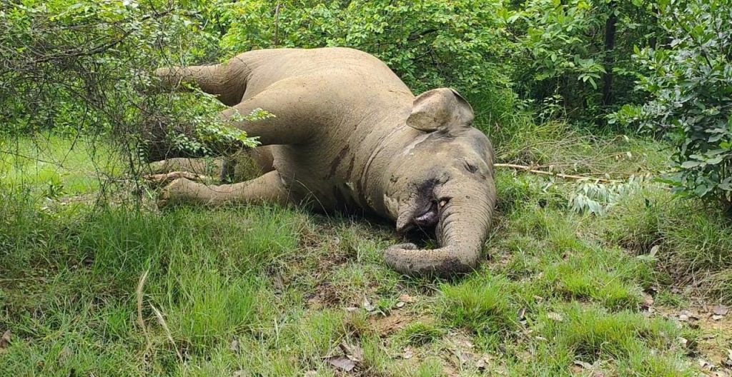 Yet another jumbo killed in Angul