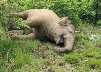 Yet another jumbo killed in Angul