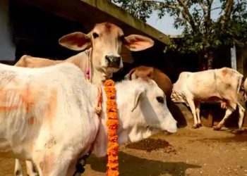 Cattle-laden van seized; 11 calves rescued in Tihidi