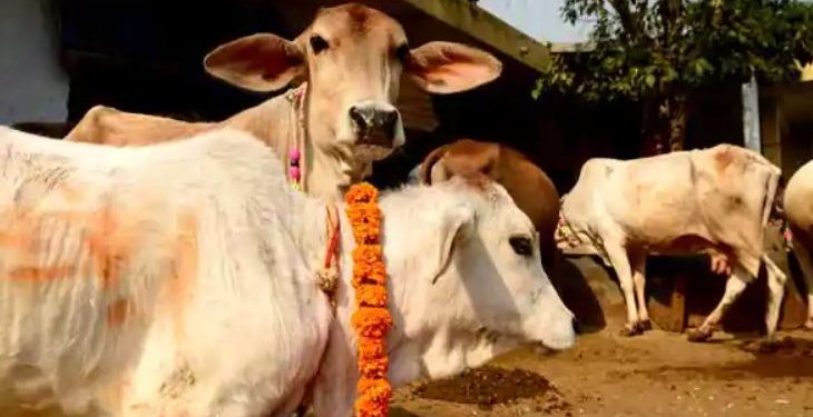 Cattle-laden van seized; 11 calves rescued in Tihidi