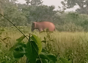 Elephant tramples elderly man to death in Mayurbhanj