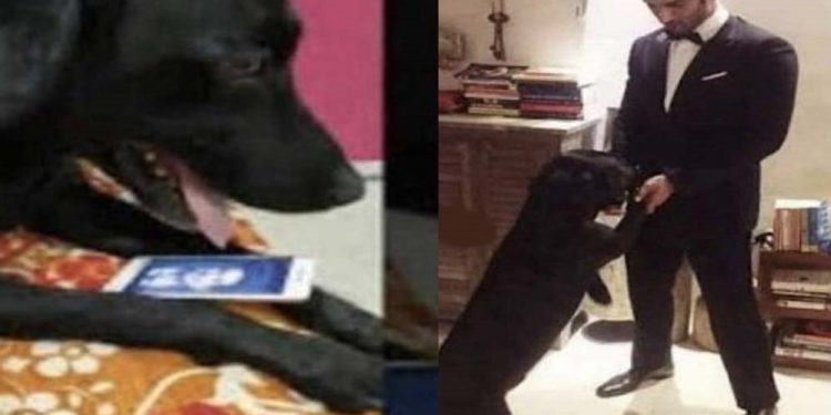Sushant Singh Rajput’s pet dog devastated after his death; heartbreaking video will bring tears to your eyes  