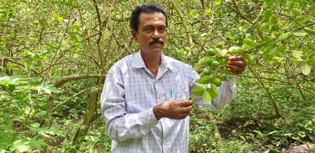 Lemon grower finds sweet success