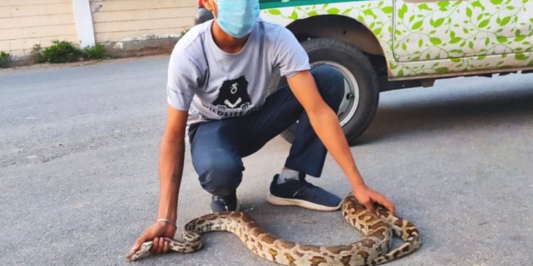 Python creates panic outside Delhi Metro Station, rescued. Pic- IANS